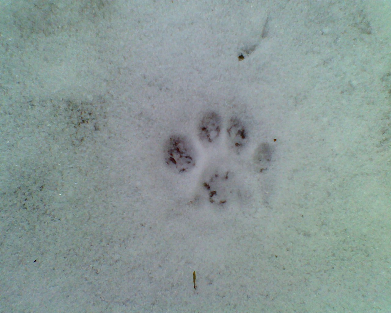 Fisher cat tracks